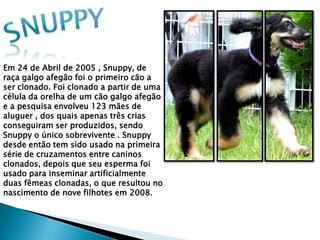 Em 24 de Abril de 2005 , Snuppy, de
raça galgo afegão foi o primeiro cão a
ser clonado. Foi clonado a partir de uma
célula da orelha de um cão galgo afegão
e a pesquisa envolveu 123 mães de
aluguer , dos quais apenas três crias
conseguiram ser produzidos, sendo
Snuppy o único sobrevivente . Snuppy
desde então tem sido usado na primeira
série de cruzamentos entre caninos
clonados, depois que seu esperma foi
usado para inseminar artificialmente
duas fêmeas clonadas, o que resultou no
nascimento de nove filhotes em 2008.
 