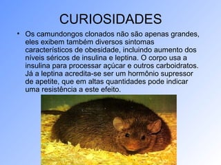 CURIOSIDADES
• Os camundongos clonados não são apenas grandes,
eles exibem também diversos sintomas
característicos de obesidade, incluindo aumento dos
níveis séricos de insulina e leptina. O corpo usa a
insulina para processar açúcar e outros carboidratos.
Já a leptina acredita-se ser um hormônio supressor
de apetite, que em altas quantidades pode indicar
uma resistência a este efeito.
 