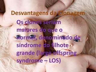 Desvantagens da Clonagem
Os clones seriam
maiores do que o
normal, denominado de
síndrome do filhote
grande (large offspring
syndrome – LOS)

 