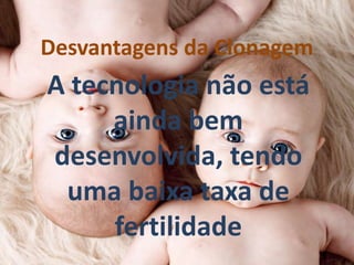 Desvantagens da Clonagem

A tecnologia não está
ainda bem
desenvolvida, tendo
uma baixa taxa de
fertilidade

 