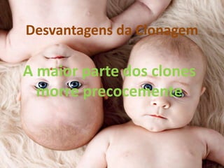 Desvantagens da Clonagem

A maior parte dos clones
morre precocemente

 
