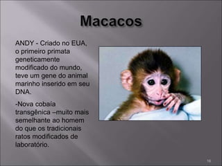 ANDY - Criado no EUA,
o primeiro primata
geneticamente
modificado do mundo,
teve um gene do animal
marinho inserido em seu
DNA.
-Nova cobaía
transgênica –muito mais
semelhante ao homem
do que os tradicionais
ratos modificados de
laboratório.
16
 