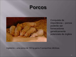 Inglaterra – uma porca de 100 kg gerou 5 porquinhas idênticas.
Conquista de
importância – porcos
poderão ser
fornecedores
geneticamente
potenciais de órgãos
17
 