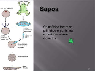 Os anfíbios foram os
primeiros organismos
superiores a serem
clonados
21
 