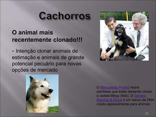O Missyplicity Project reúne
cientistas que estão tentando clonar
a cadela Missy (foto). O Genetic
Savings & Clone é um banco de DNA
criado especialmente para animais
O animal mais
recentemente clonado!!!
- Intenção clonar animais de
estimação e animais de grande
potencial pecuário para novas
opções de mercado
23
 