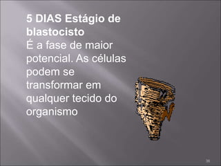 5 DIAS Estágio de
blastocisto
É a fase de maior
potencial. As células
podem se
transformar em
qualquer tecido do
organismo
36
 
