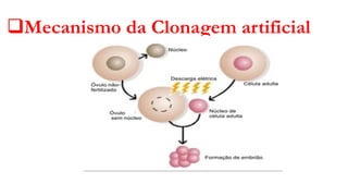 ❑Mecanismo da Clonagem artificial
 