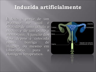 É feita a partir de um processo no qual é retirado de uma célula o núcleo, e de um óvulo a membrana. A junção dos dois depois é colocada numa barriga de aluguer, ou mesmo em laboratório, para a clonagem terapêutica. 