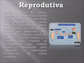 Como o nome da técnica implica, a transferência duma célula somática está envolvida neste processo. Esta célula somática é introduzida, então, numa célula retirada de um animal (ou humano), logo depois da ovulação. Antes de introduzir a célula somática, o cientista deve remover os cromossomas, que contêm genes e funcionam para continuar a informação hereditária, da célula recipiente. 