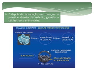 Clonagem E Celulas tronco PPTX Clonagem E Celulas tronco PPTX