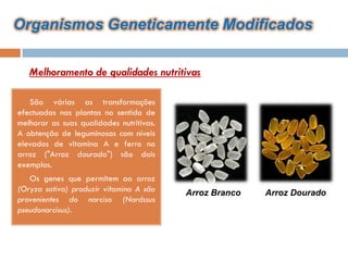 Organismos Geneticamente Modificados

    Melhoramento de qualidades nutritivas

  São várias as transformações
efectuadas nas plantas no sentido de
melhorar as suas qualidades nutritivas.
A obtenção de leguminosas com níveis
elevados de vitamina A e ferro no
arroz ("Arroz dourado") são dois
exemplos.
  Os genes que permitem ao arroz
(Oryza sativa) produzir vitamina A são    Arroz Branco   Arroz Dourado
provenientes do narciso (Nardssus
pseudonarcisus).
 