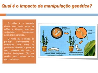 Qual é o impacto da manipulação genética?


    O milho é a segunda
 planta com maior área de
 cultivo e algumas das suas
 variedades       transgénicas
 originaram polémica.
    O milho Bt, é capaz de
 produzir     naturalmente     o
 insecticida. Este milho foi
 produzido obtendo o gene de
 uma bactéria do solo, a
 Bacillus thuringiensis (Bt) que
 produz uma toxina mortal
 para as larvas.
 