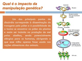 Qual é o impacto da
manipulação genética?

        Um dos principais pontos de
discórdia corresponde à disseminação do
transgene pelo pólen e à possibilidade de
a toxina se encontrar no pólen da plantas
e assim ser incluída na produção de mel
pelas abelhas, sendo potencialmente
alérgica para os humanos, obrigando a
que esse milho apenas fosse usado nas
rações alimentares dos animais.
 
