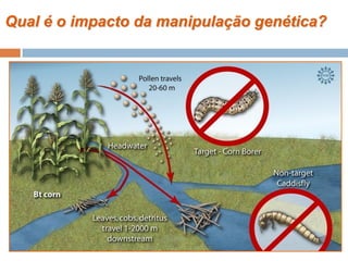 Qual é o impacto da manipulação genética?
 