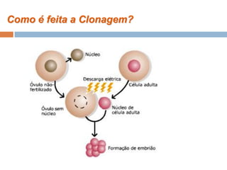 Como é feita a Clonagem?
 