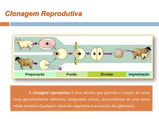 Clonagem Reprodutiva




           A clonagem reprodutiva é uma técnica que permite a criação de seres
  vivos geneticamente idênticos, designados clones, descendentes de uma única
  célula somática (qualquer célula do organismo à excepção dos gâmetas).
 