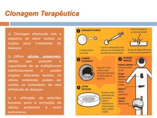 Clonagem Terapêutica

  Clonagem efectuada com o
objectivo de obter tecidos ou
órgãos para tratamento do
doenças.

    Utiliza células estaminais,
células     que     possuem   a
capacidade de se multiplicarem
indefinidamente      e    podem
originar diferentes tecidos. As
células estaminais podem ser
usadas no tratamento de uma
infinidade de doenças.

   A utilização de embriões
humanos para a extracção de
células estaminais é muito
controversa.
 