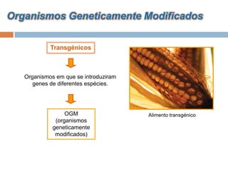 Organismos Geneticamente Modificados

                  Transgénicos



     Organismos em que se introduziram
        genes de diferentes espécies.




                        OGM              Alimento transgénico
                    (organismos
                   geneticamente
                    modificados)




Planeta Terra — 9.º ano
 