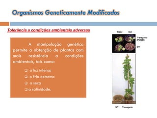 Organismos Geneticamente Modificados

Tolerância a condições ambientais adversas


          A manipulação genética
  permite a obtenção de plantas com
  mais    resistência    a condições
  ambientais, tais como:
         a luz intensa
         o frio extremo
         a seca
         a salinidade.
 