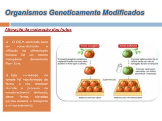 Organismos Geneticamente Modificados

Alteração da maturação dos frutos

     O OGM aprovado para
ser      comercializado   e
utilizado na alimentação
humana foi um tomate
transgénico      denominado
Flavr Savr.


   Esta   variedade     de
tomate foi transformada de
forma a não amolecer
durante o processo de
amadurecimento (evitando,
desta    forma,    elevadas
perdas durante o transporte
e armazenamento).
 