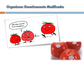 Organismos Geneticamente Modificados
 