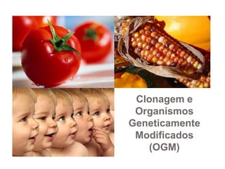 Clonagem e
 Organismos
Geneticamente
 Modificados
   (OGM)
 