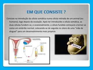 Consiste na introdução da célula somática numa célula retirada de um animal (ou
humano), logo depois da ovulação. Após ter introduzido a célula somática, as
duas células fundem-se, e ocasionalmente, a célula fundida começará a tornar-se
como um embrião normal, colocando-se de seguida no útero de uma "mãe de
aluguel" para um desenvolvimento mais propício.
 