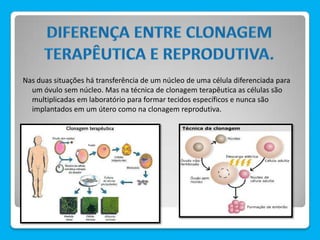 Nas duas situações há transferência de um núcleo de uma célula diferenciada para
um óvulo sem núcleo. Mas na técnica de clonagem terapêutica as células são
multiplicadas em laboratório para formar tecidos específicos e nunca são
implantados em um útero como na clonagem reprodutiva.
 