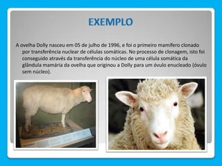 A ovelha Dolly nasceu em 05 de julho de 1996, e foi o primeiro mamífero clonado
por transferência nuclear de células somáticas. No processo de clonagem, isto foi
conseguido através da transferência do núcleo de uma célula somática da
glândula mamária da ovelha que originou a Dolly para um óvulo enucleado (óvulo
sem núcleo).
 