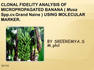 BY SREEREMYA.S
M.phil
12/1/12
CLONAL FIDELITY ANALYSIS OF
MICROPROPAGATED BANANA ( Musa
Spp.cv.Grand Naine ) USING MOLECULAR
MARKER.
 
