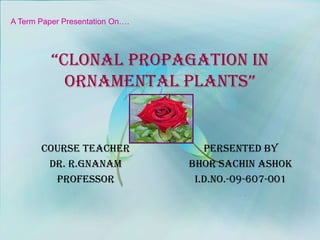 A Term Paper Presentation On…. “Clonal Propagation In Ornamental Plants” Course teacher Dr. R.Gnanam Professor Persented by Bhor Sachin Ashok I.D.No.-09-607-001 