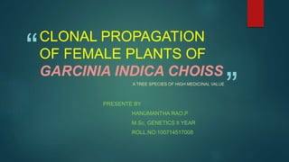 “
”
CLONAL PROPAGATION
OF FEMALE PLANTS OF
GARCINIA INDICA CHOISS
A TREE SPECIES OF HIGH MEDICINAL VALUE
PRESENTE BY
HANUMANTHA RAO.P
M.Sc. GENETICS II YEAR
ROLL.NO:100714517008
 