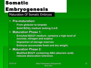 Somatic Embryogenesis Pre-maturation: From globular to torpedo Solid BOi2y medium lacking 2,4-D Maturation Phase 1: Enriched BOi2Y medium; contains a high level of sucrose, nitrogen and sulphur Deposition of storage reserves Embryos accumulate fresh and dry weight. Maturation Phase 2: Modified BOi2Y containing ABA (abscisic acid); induces desiccation tolerance. 01/07/10 Slide Presentation Designed By Brian Birir Maturation Of Somatic Embryos 