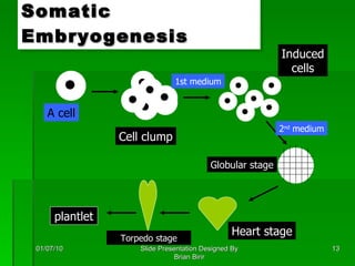 Somatic Embryogenesis 01/07/10 Slide Presentation Designed By Brian Birir plantlet A cell Cell clump Globular stage Heart stage Induced cells Torpedo stage 2 nd  medium 1st medium 