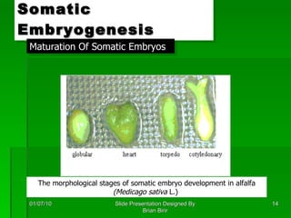 Somatic Embryogenesis 01/07/10 Slide Presentation Designed By Brian Birir Maturation Of Somatic Embryos The morphological stages of somatic embryo development in alfalfa  (Medicago sativa  L.)  