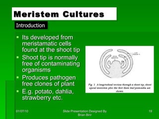 Its developed from meristamatic cells found at the shoot tip Shoot tip is normally free of contaminating organisms Produces pathogen free clones of plant E.g. potato, dahlia, strawberry etc. Meristem Cultures 01/07/10 Slide Presentation Designed By Brian Birir Introduction 