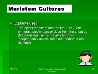 Explants used: The apical meristem and the first 1 or 2 leaf primordia below it are excised from the shoot tip (the meristem itself is not able to grow independently unless some leaf primordia are retained) Meristem Cultures 01/07/10 Slide Presentation Designed By Brian Birir 