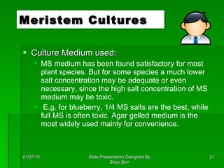 Culture Medium used: MS medium has been found satisfactory for most plant species. But for some species a much lower salt concentration may be adequate or even necessary, since the high salt concentration of MS medium may be toxic. E.g. for blueberry, 1/4 MS salts are the best, while full MS is often toxic. Agar gelled medium is the most widely used mainly for convenience. Meristem Cultures 01/07/10 Slide Presentation Designed By Brian Birir 