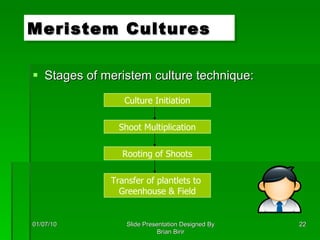 Stages of meristem culture technique: Meristem Cultures 01/07/10 Slide Presentation Designed By Brian Birir Culture Initiation Shoot Multiplication Rooting of Shoots Transfer of plantlets to  Greenhouse & Field 