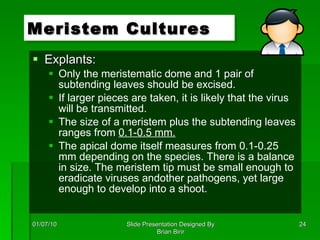Explants: Only the meristematic dome and 1 pair of subtending leaves should be excised. If larger pieces are taken, it is likely that the virus will be transmitted.  The size of a meristem plus the subtending leaves ranges from  0.1-0.5 mm.   The apical dome itself measures from 0.1-0.25 mm depending on the species. There is a balance in size. The meristem tip must be small enough to eradicate viruses andother pathogens, yet large enough to develop into a shoot.  Meristem Cultures 01/07/10 Slide Presentation Designed By Brian Birir 