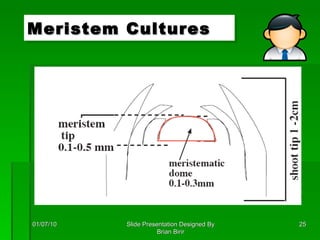 Meristem Cultures 01/07/10 Slide Presentation Designed By Brian Birir 