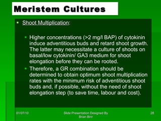 Shoot Multiplication : Higher concentrations (>2 mg/l BAP) of cytokinin induce adventitious buds and retard shoot growth. The latter may necessitate a culture of shoots on basal/low cytokinin/ GA3 medium for shoot elongation before they can be rooted. Therefore, a GR combination should be determined to obtain optimum shoot multiplication rates with the minimum risk of adventitious shoot buds and, if possible, without the need of shoot elongation step (to save time, labour and cost). Meristem Cultures 01/07/10 Slide Presentation Designed By Brian Birir 