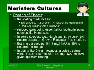 Rooting of Shoots : the rooting medium has:  low salt, e.g., 1/2 or even 1/4 salts of the MS medium,  reduced sugar levels (usually1g/l) reduced salts being essential for rooting in some species like Narcissus.  In some species, e.g., Narcissus, strawberry etc rooting occurs on Growth Regulator-free medium.  But in most species, 0.1-1 mg/l NAA or IBA is required for rooting.  In plants like Citrus, however, a pulse treatment with an auxin (10 min with 100 mg/l NAA or IBA) gives optimum rooting. Meristem Cultures 01/07/10 Slide Presentation Designed By Brian Birir 