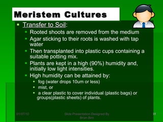 Transfer to Soil : Rooted shoots are removed from the medium Agar sticking to their roots is washed with tap water Then transplanted into plastic cups containing a suitable potting mix.  Plants are kept in a high (90%) humidity and, initially low light intensities. High humidity can be attained by: fog (water drops 10um or less) mist, or a clear plastic to cover individual (plastic bags) or groups(plastic sheets) of plants. Meristem Cultures 01/07/10 Slide Presentation Designed By Brian Birir 