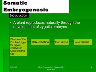 Somatic Embryogenesis A plant reproduces naturally through the development of zygotic embryos. 01/07/10 Slide Presentation Designed By Brian Birir Introduction Division of the  Fertilized eggs Or zygote  embryos in  Ovule embryo  sac Differentiation Maturation New Plantlet 