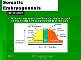 Somatic Embryogenesis Schematic representation of the major stages in zygotic embryo development from pollination to germination.   01/07/10 Slide Presentation Designed By Brian Birir Introduction 