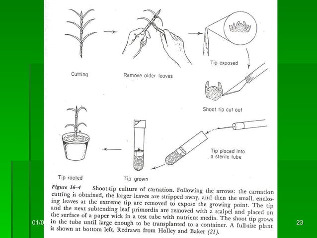 Clonal Propagation Pdf
