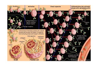 Clonal selection  Easy Words to understan