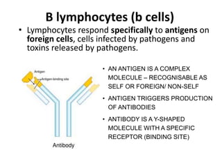 B lymphocytes (b cells)
• Lymphocytes respond specifically to antigens on
foreign cells, cells infected by pathogens and
toxins released by pathogens.
• AN ANTIGEN IS A COMPLEX
MOLECULE – RECOGNISABLE AS
SELF OR FOREIGN/ NON-SELF
• ANTIGEN TRIGGERS PRODUCTION
OF ANTIBODIES
• ANTIBODY IS A Y-SHAPED
MOLECULE WITH A SPECIFIC
RECEPTOR (BINDING SITE)
 