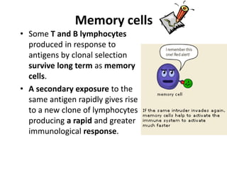 Memory cells
• Some T and B lymphocytes
produced in response to
antigens by clonal selection
survive long term as memory
cells.
• A secondary exposure to the
same antigen rapidly gives rise
to a new clone of lymphocytes
producing a rapid and greater
immunological response.
 